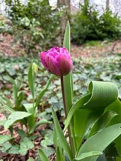 Bald geht es wieder los! Die Tulpen wagen sich aus ihren Knollen und machen den Garten schön.