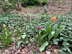 am Hügel gibt es eine Tulpenkolonie.